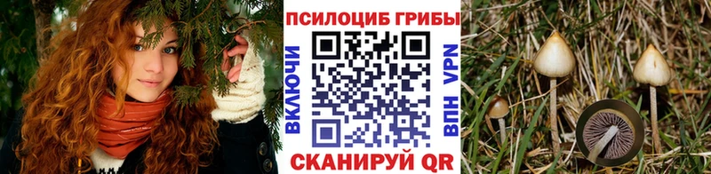 где можно купить   shop наркотические препараты  Галлюциногенные грибы Psilocybine cubensis  Шатура 